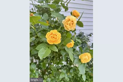 510 Cilantro Court, Middletown, DE 19709 - Photo 52