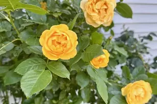 510 Cilantro Ct, Middletown, DE 19709 - Photo 52