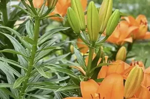 510 Cilantro Ct, Middletown, DE 19709 - Photo 50