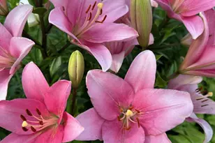 8 Lochview Dr, Bear, DE 19701 - Photo 42