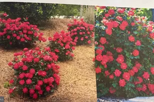 6 Bradley Cir, Middletown, DE 19709 - Photo 66