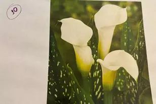 6 Bradley Cir, Middletown, DE 19709 - Photo 58