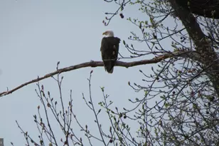 63 NE Isles Dr, North East, MD 21901 - Photo 40