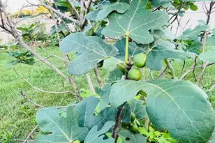 105 N W Ave, Minotola, NJ 08341 - Photo 80