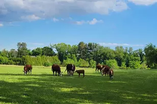 81 Old Deerfield Pike, Bridgeton, NJ 08302 - Photo 14