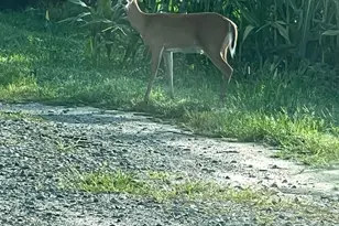 29 Three Bridge Rd, Monroeville, NJ 08343 - Photo 48