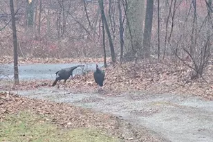 1395 Green Ridge Rd, Orrtanna, PA 17353 - Photo 42