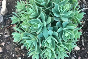 516 W 3rd St, Birdsboro, PA 19508 - Photo 36