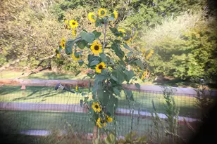 2249 Lilac Ln, Jamison, PA 18929 - Photo 54