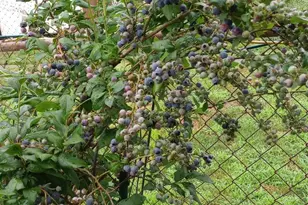 113 Cherry St, Richlandtown, PA 18955 - Photo 52