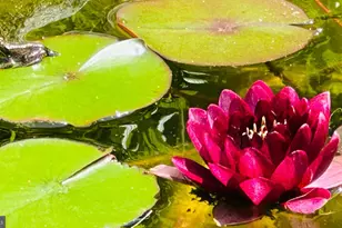 329 Sherwood Dr, Yardley, PA 19067 - Photo 46