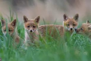 614 Graystones Jeras Rd Lot Hv-5, Albrightsville, PA 18210 - Photo 6