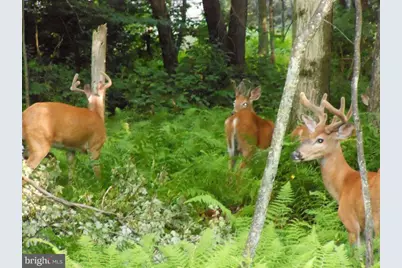 340 Moseywood Road, Lake Harmony, PA 18624 - Photo 90