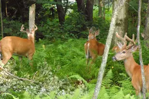 340 Moseywood Rd, Lake Harmony, PA 18624 - Photo 90