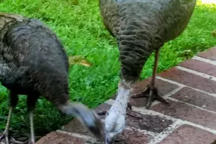 929 N Manor Rd, Honey Brook, PA 19344 - Photo 40