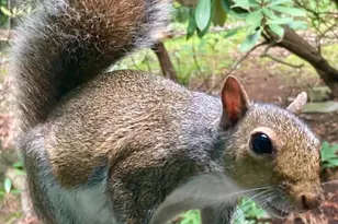 230 Jug Hollow Rd, Valley Forge, PA 19481 - Photo 38