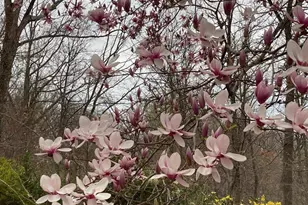 230 Jug Hollow Rd, Valley Forge, PA 19481 - Photo 52