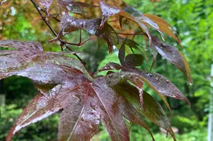 230 Jug Hollow Rd, Valley Forge, PA 19481 - Photo 54