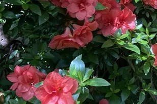 230 Jug Hollow Rd, Valley Forge, PA 19481 - Photo 46