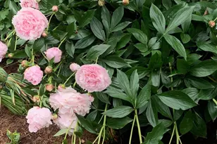 1609 Spring Hill Dr, Hummelstown, PA 17036 - Photo 64