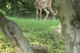 1421 Earlys Mill Rd, Palmyra, PA 17078 - Photo 46