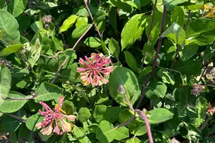 4061 Locust Ln, Harrisburg, PA 17109 - Photo 64