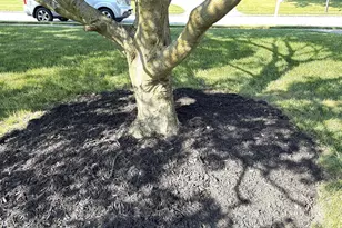 2613 Caranel Rd, Broomall, PA 19008 - Photo 4