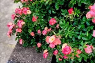 341 Congress Ave, Upper Darby, PA 19050 - Photo 52