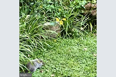 339 Plush Mill Road, Wallingford, PA 19086 - Photo 28