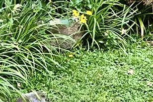 339 Plush Mill Rd, Wallingford, PA 19086 - Photo 28