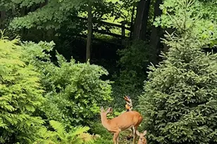 339 Plush Mill Rd, Wallingford, PA 19086 - Photo 30