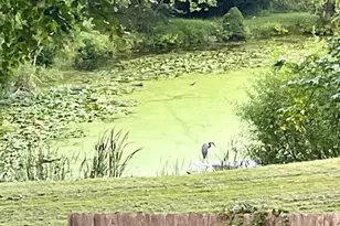 339 Plush Mill Rd, Wallingford, PA 19086 - Photo 34