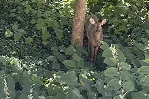 21 Faraday Ct, Morton, PA 19070 - Photo 20