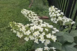 905 Heathdale Ln, Media, PA 19063 - Photo 88