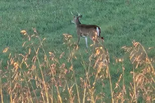 2160 Black Bear Rd, Needmore, PA 17238 - Photo 70