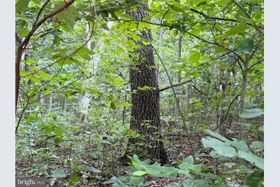 Tract 3: 22.32+/- Acres At 2668 Moss Rd, Warfordsburg, PA 17267 - Photo 4