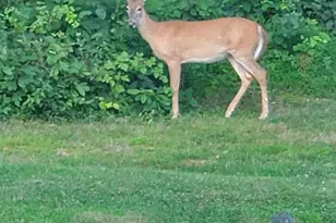 208 Foxcroft Ln, Robesonia, PA 19551 - Photo 70