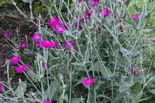 303 S Market St, Mount Joy, PA 17552 - Photo 40