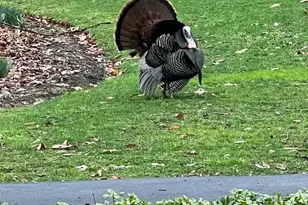 121 Angela Dr, New Holland, PA 17557 - Photo 72