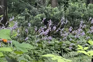 121 Angela Dr, New Holland, PA 17557 - Photo 74