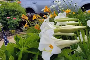 47 Dawkins Dr, East Earl, PA 17519 - Photo 64