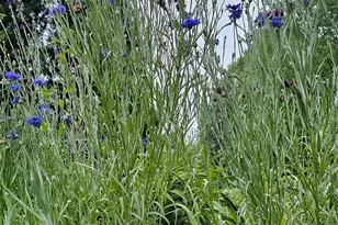 1560 Pinewind Dr, Alburtis, PA 18011 - Photo 52