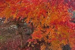 7330 Sycamore Ave, Elkins Park, PA 19027 - Photo 2