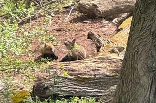 1520 Susan Dr, Lansdale, PA 19446 - Photo 42