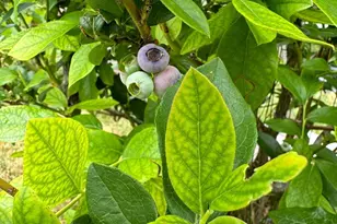 1520 Susan Dr, Lansdale, PA 19446 - Photo 38