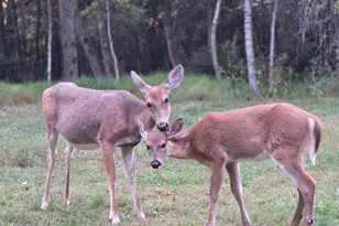 177 Elmwood Dr, Albrightsville, PA 18210 - Photo 48