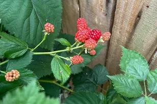 5011 Pentridge St, Philadelphia, PA 19143 - Photo 38