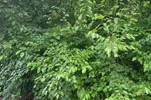 459 E Price St, Philadelphia, PA 19144 - Photo 1