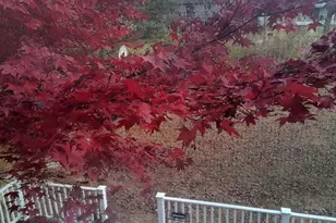 947 Caledonia St, Philadelphia, PA 19128 - Photo 12