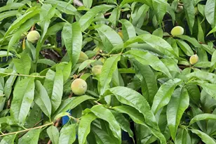 1400 N Bouvier St, Philadelphia, PA 19121 - Photo 24